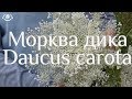 Морква дика Daucus carota