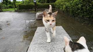 夕立に降られた後の公園に行ってみると野良猫達からの熱烈な歓迎を受ける