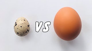 The Absolute Best Eggs For Pets (Nutrition Details)