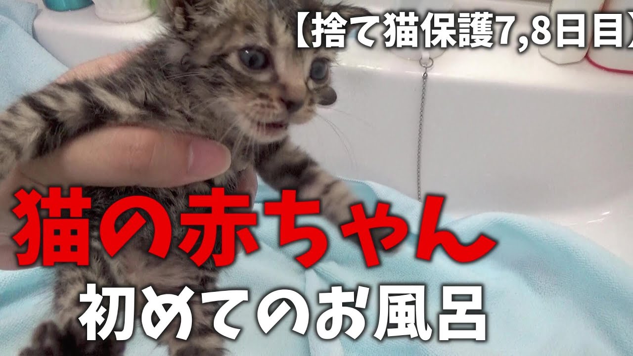 お風呂に初めて入る捨て猫の赤ちゃん。意外といい子にしていてビックリ？！