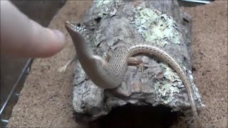 胴長短足トカゲと戯れる Play With Ocellated Skink