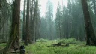 Drought stressing California's Giant Sequoias