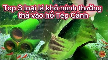 Top 3 Loại Lá Khô Bạn Nên Bổ Sung Vào Hồ Tép Cảnh !