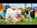 12 Hours of Dog Separation Anxiety Music 🐕 Dog Music 🎵 Help Dogs Relax with Deep Sleep for Dogs