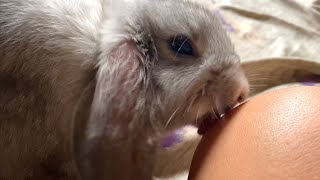 Sweet Baby Bunny Kisses by Bunny Love 9,352 views 2 years ago 38 seconds