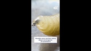 Houston-area ranchers worry about reemergence of screwworm