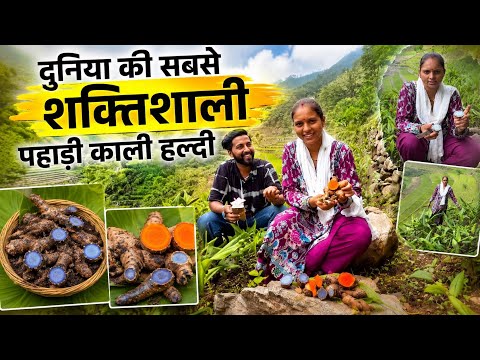 भारत की सबसे शक्तिशाली Pahadi हल्दी | 5 Types of Turmeric | Health Benefits of Organic Black Haldi