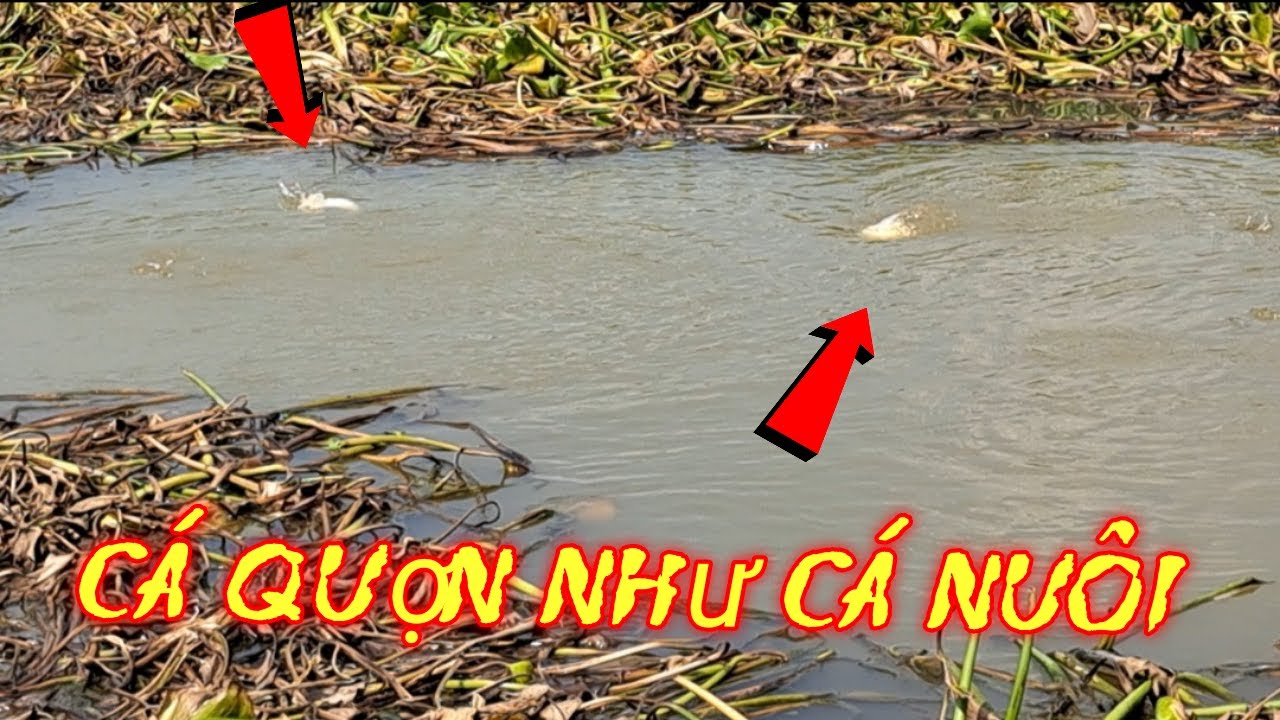 Cuối năm đi gặp kênh này cá nhiều như cá nuôi.#youtuber câu cá hóc môn