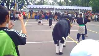 Simulasi Adu Domba dalam rangka Ootrad Unpad