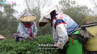台灣映像《Taiwan Images》跟著神農去採茶陳弘儒神農獎東傑 ... 