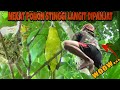 Nekat Panjat Pohon Setinggi Langit, demi burung cantik