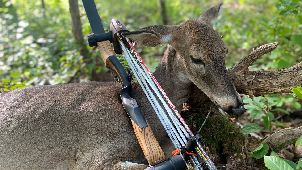 Early Bow Season Success Traditional Bowhunting YouTube