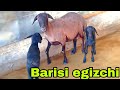 Umidjon akadan yangi partiya egizchi qo'ylarni kutganlar uchun.9-iyun, 2026