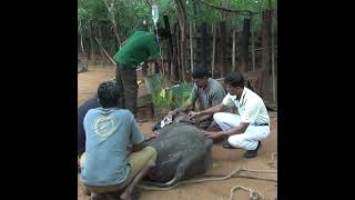 A wounded baby elephant | 負傷した象の赤ちゃん | فيل صغير جريح | Save baby elephants | Animals shorts