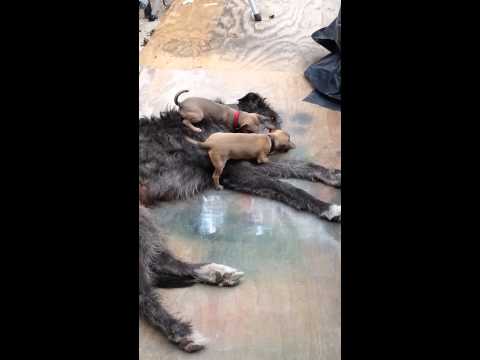 The Gentlest Dog in the World
