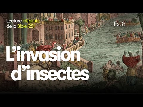 Word of the Day 25: The Insect Invasion | 🎧The Bible in Audio | Book of Exodus