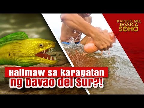 Video: Great white shark - isang bagyo sa mga karagatan