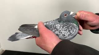 Van Dijck 747
