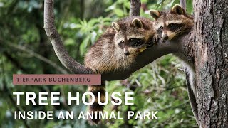 Tierpark Buchenberg: A night in a tree house inside the park
