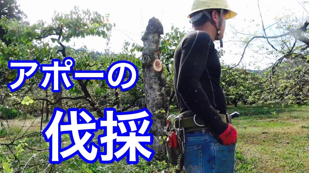 兼業農家の休日 リンゴの木を伐採してみたよ1 - YouTube