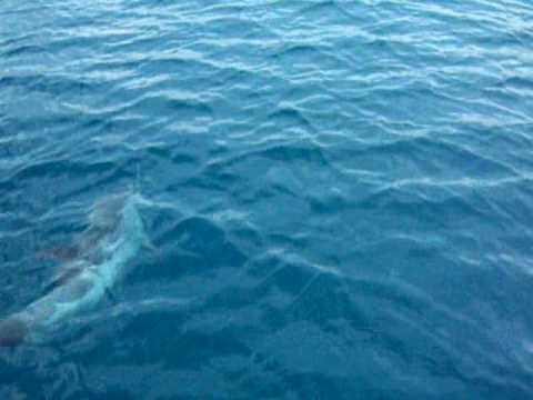 Video: Dolphin - ist es ein Fisch oder nicht?