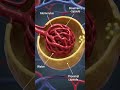 kidney structure and nephron mechanism #explanation #biologynotes