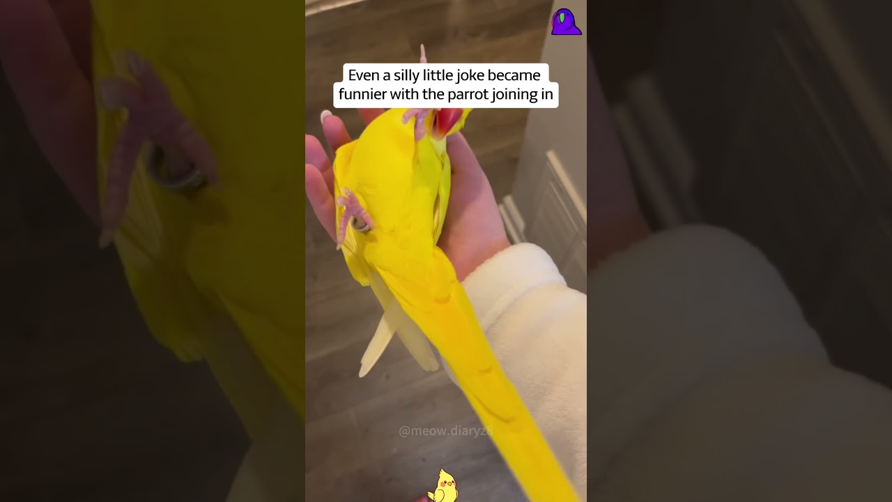 The Unexpected Parrot That Made a Family’s Everyday Life Much Happier#Parrot #lovestory #pet rescue