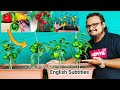 How To Grow Capsicum From Fresh Seeds At Home For Free ~ Growing Colorful Bell Pepper In Pot