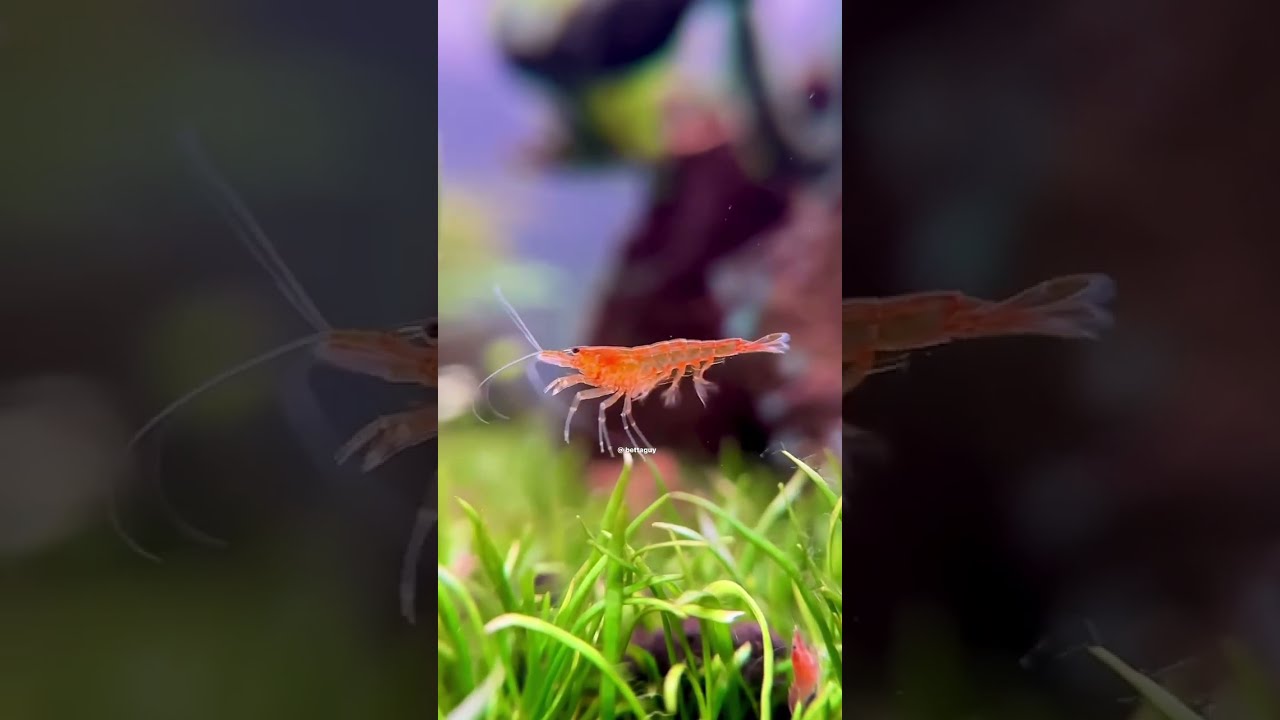 Orange Shrimp Swimming Slowmotion Slowmo