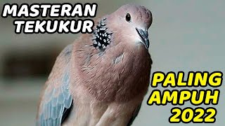 1 JAM TANPA IKLAN SUARA MASTERAN TEKUKUR DERKUKU GACOR KUK 2 SUARA TEBAL, KERAS, ISTIMEWAHHHHHH