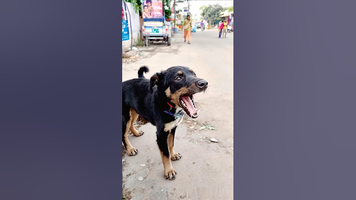 puppy barking video #cute #puppy #animals #dog #barking #shorts