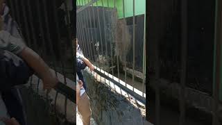 Harimau Benggala Serulingmas Zoo Banjarnegara liburan harimausumatra serulingmas