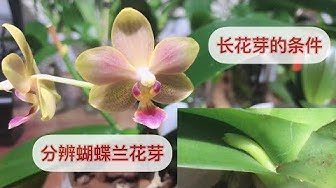 蝴蝶兰 Youtube