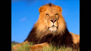 Animal Sounds Part 1