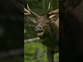 🤔 Интересные факты об изюбрах