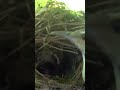 Carolina wren babies hatched #bird #carolinawren