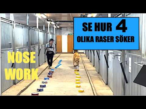 Häng med på tävlingssök i Nose Work klass 2 thumbnail