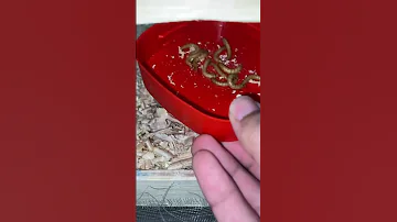 واش دود نزيان لسمان صيني أش بان ليكم 
