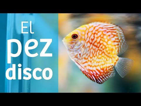 Video: ¿Cuál es el rey de los peces?