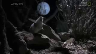 Attack Helicopter Screaming Mouse