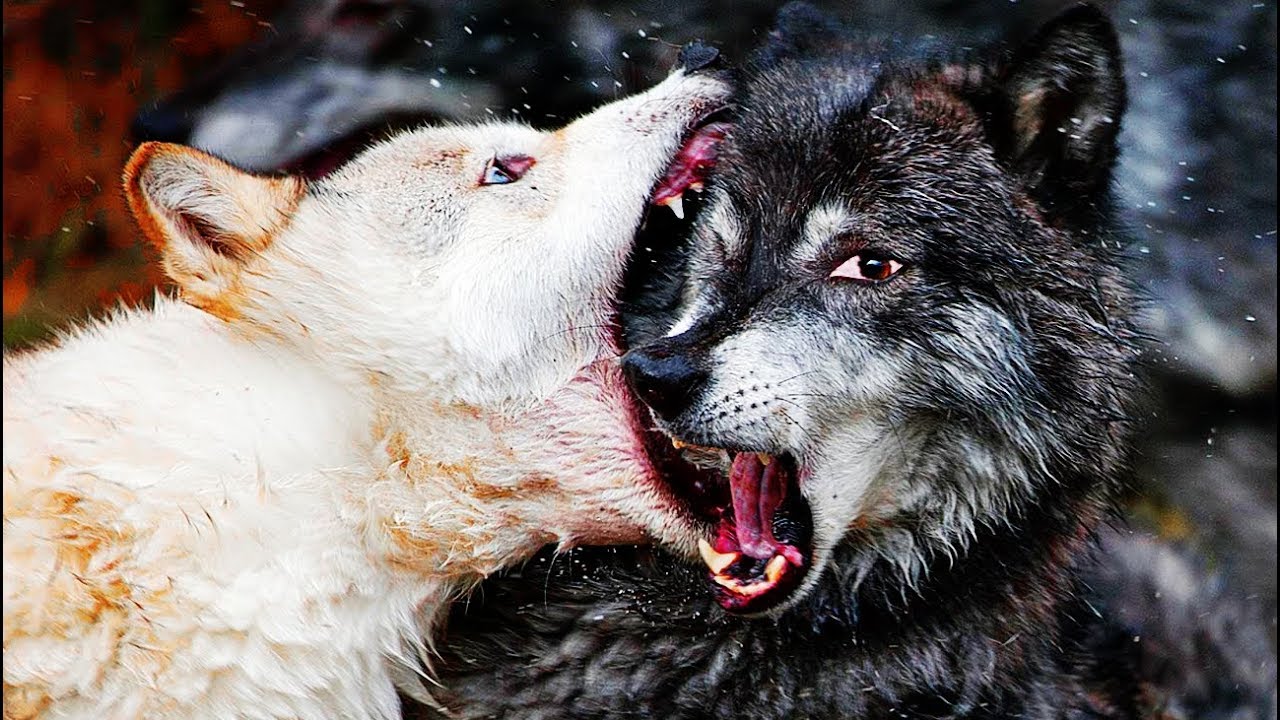 Introducir 82+ imagen pelea de lobos alfa