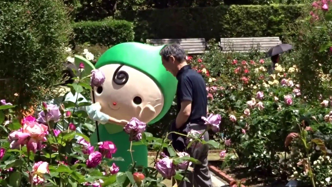 福岡市植物園 綺麗なバラ園グリッピに会えてよかったね 2016 Youtube 福岡市植物園 綺麗なバラ園グリッピに会えてよかったね 2016 Youtube