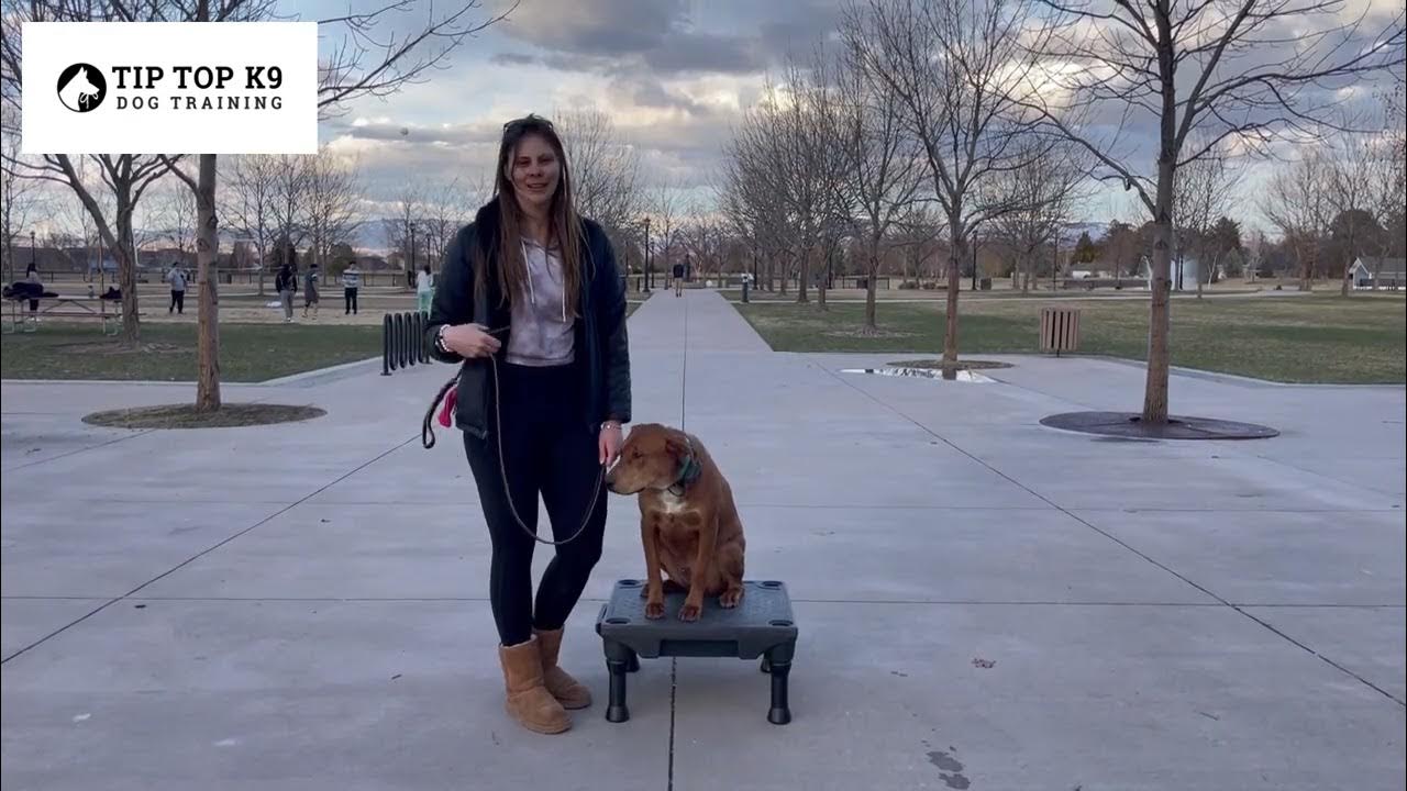 Dog Training Boise Tip Top K9 Reviews YouTube