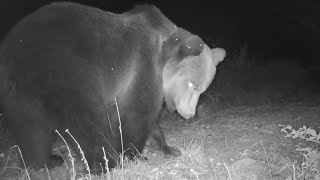 Poloniny, Vlci, Veľký Medveď, Diviak. Fotopasca Wolves, Bear, Wild Boar.