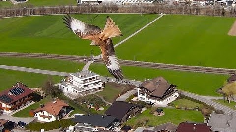 Chasing a Bird with my FPV Drone