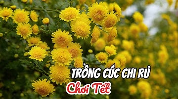 6 Yếu tố cần biết khi trồng hoa Cúc chi rủ chơi Tết