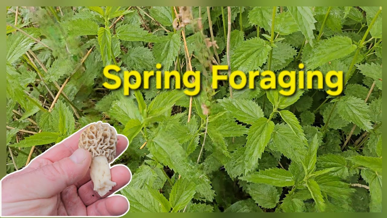 Weekend Foraging: Fried Morels and Nettle Soup