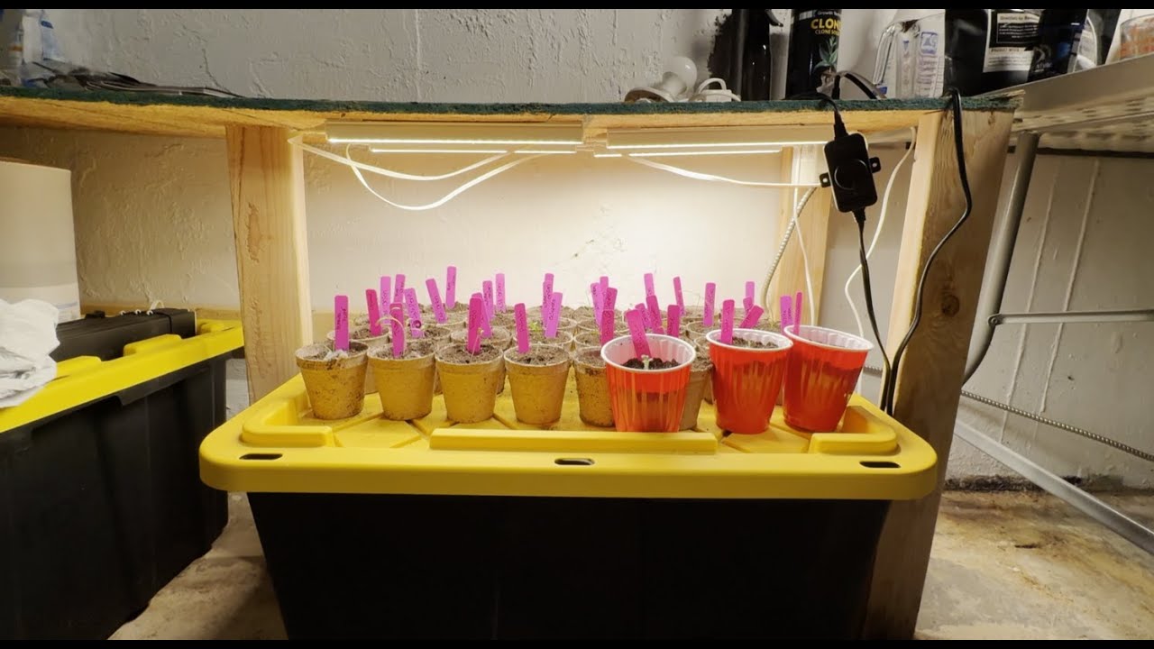 Up-potting my seed plugs to Riverview Living Soil starter pots(TIMELAPSE)