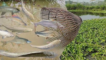 survival in the rainforest, using Bamboo to lure fish, Catch fish using big traps
