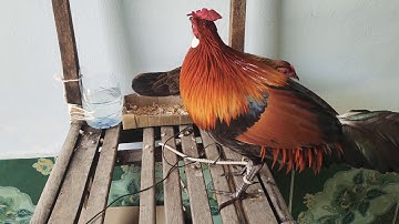 Saib qaib ua si os cov phooj ywg hnub 3/3/2020